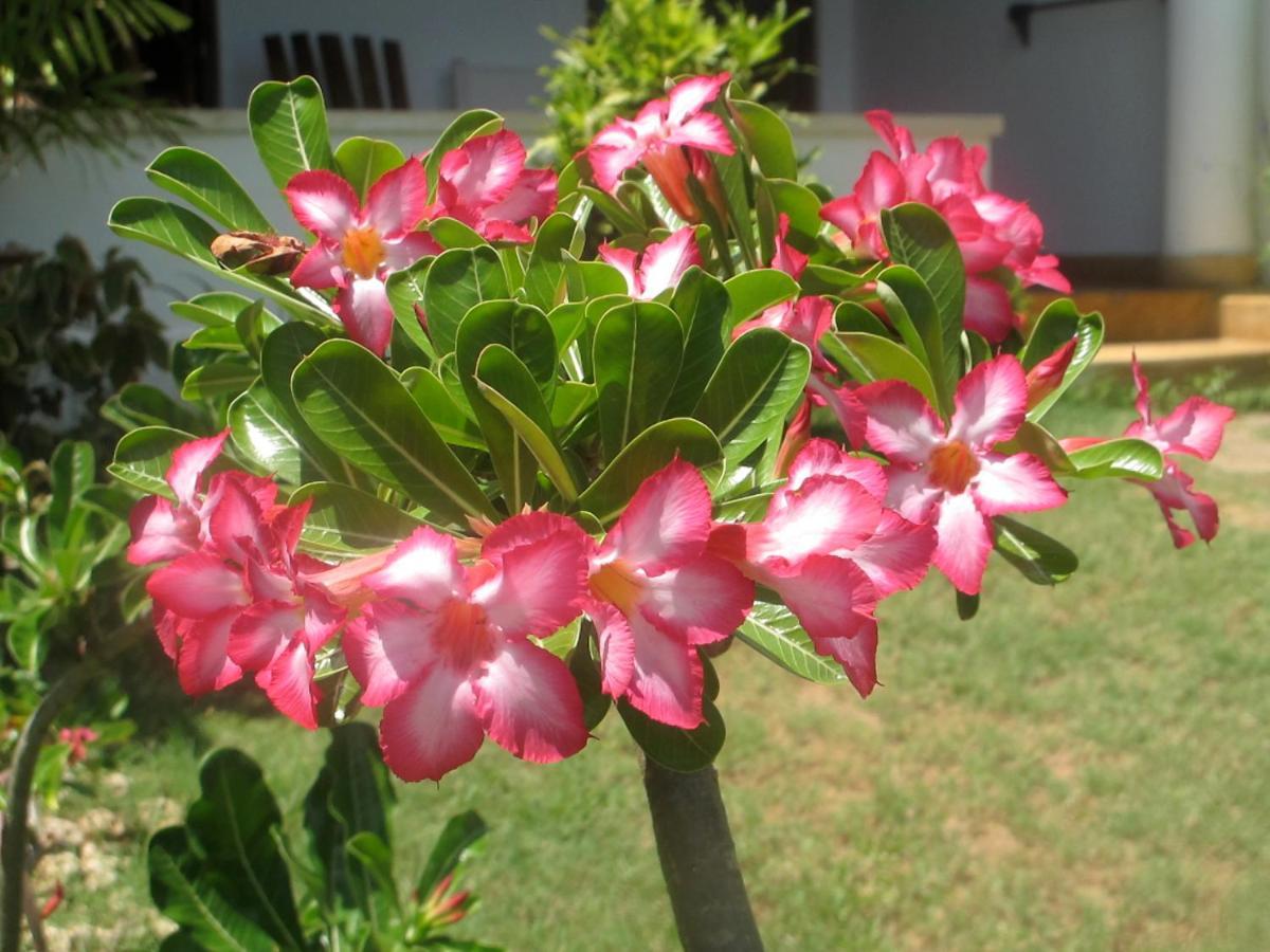 Peponi Hotel Lamu - Kenya Shela 외부 사진